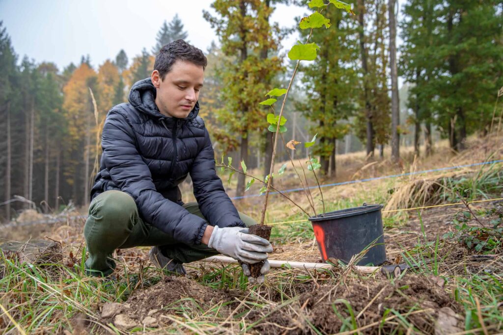 Man planting a young tree in a forest for sustainable energy and environmental conservation.